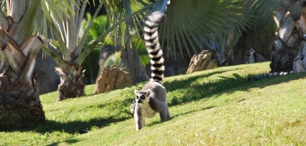 madagaskar